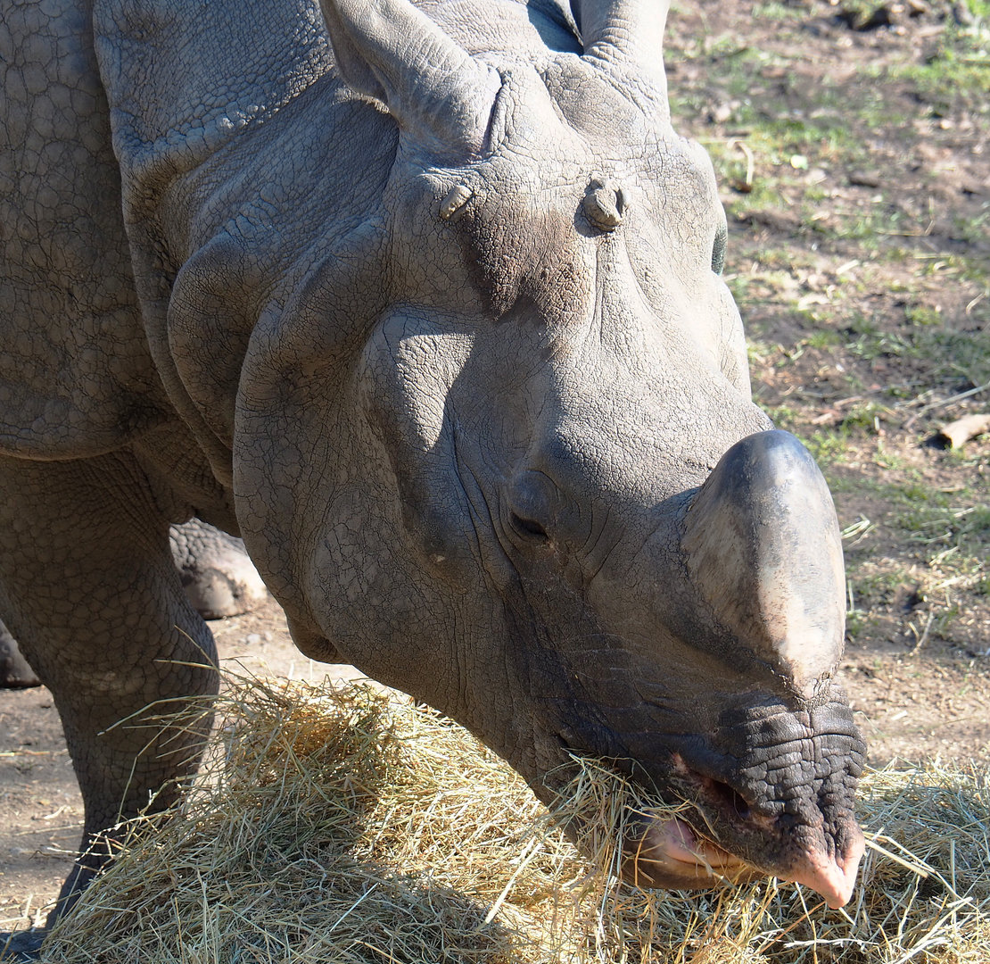 Indian rhinoceros (Rhinoceros unicornis), 2022-03-08