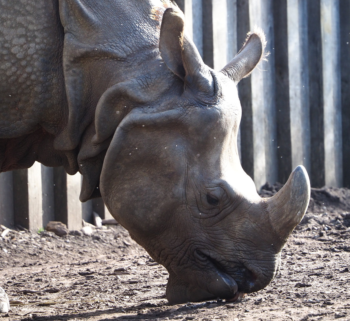 Indian rhinoceros (Rhinoceros unicornis), 2022-04-12