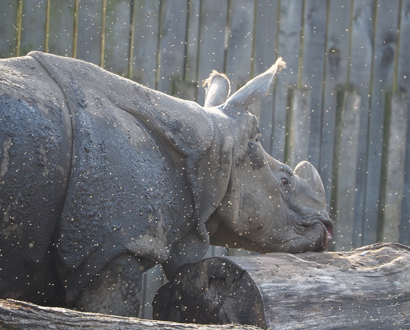 Indian rhinoceros (Rhinoceros unicornis), 2022-04-12