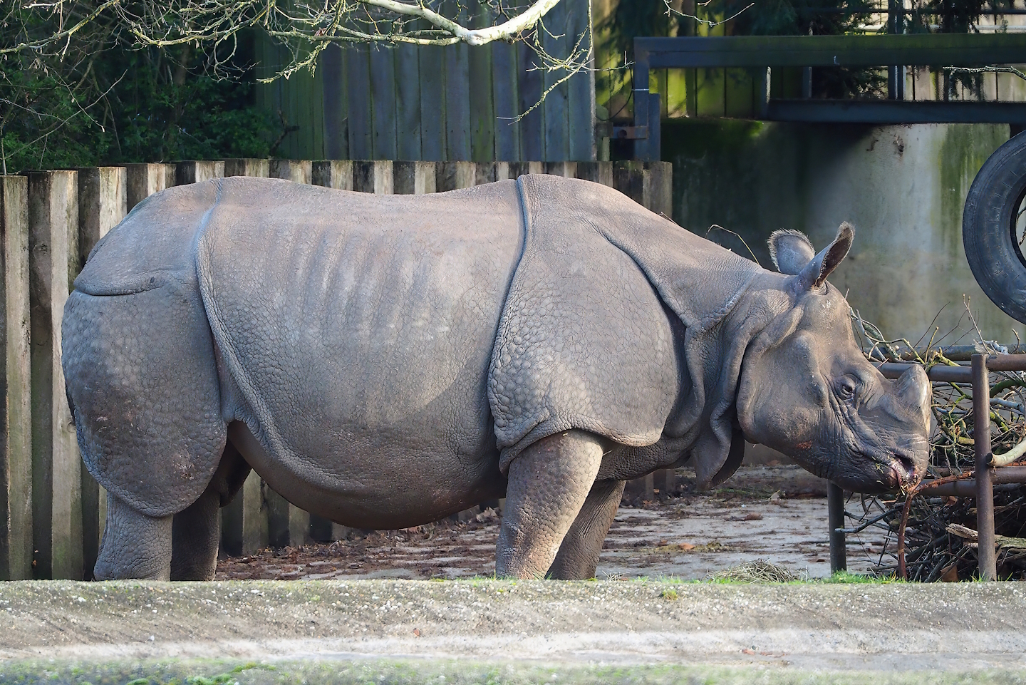 Indian rhinoceros (Rhinoceros unicornis), 2022-12-27
