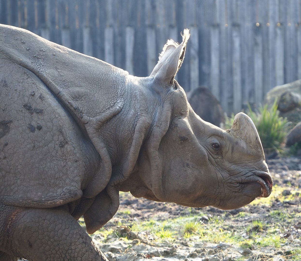 Indian rhinoceros (Rhinoceros unicornis), 2023-04-18