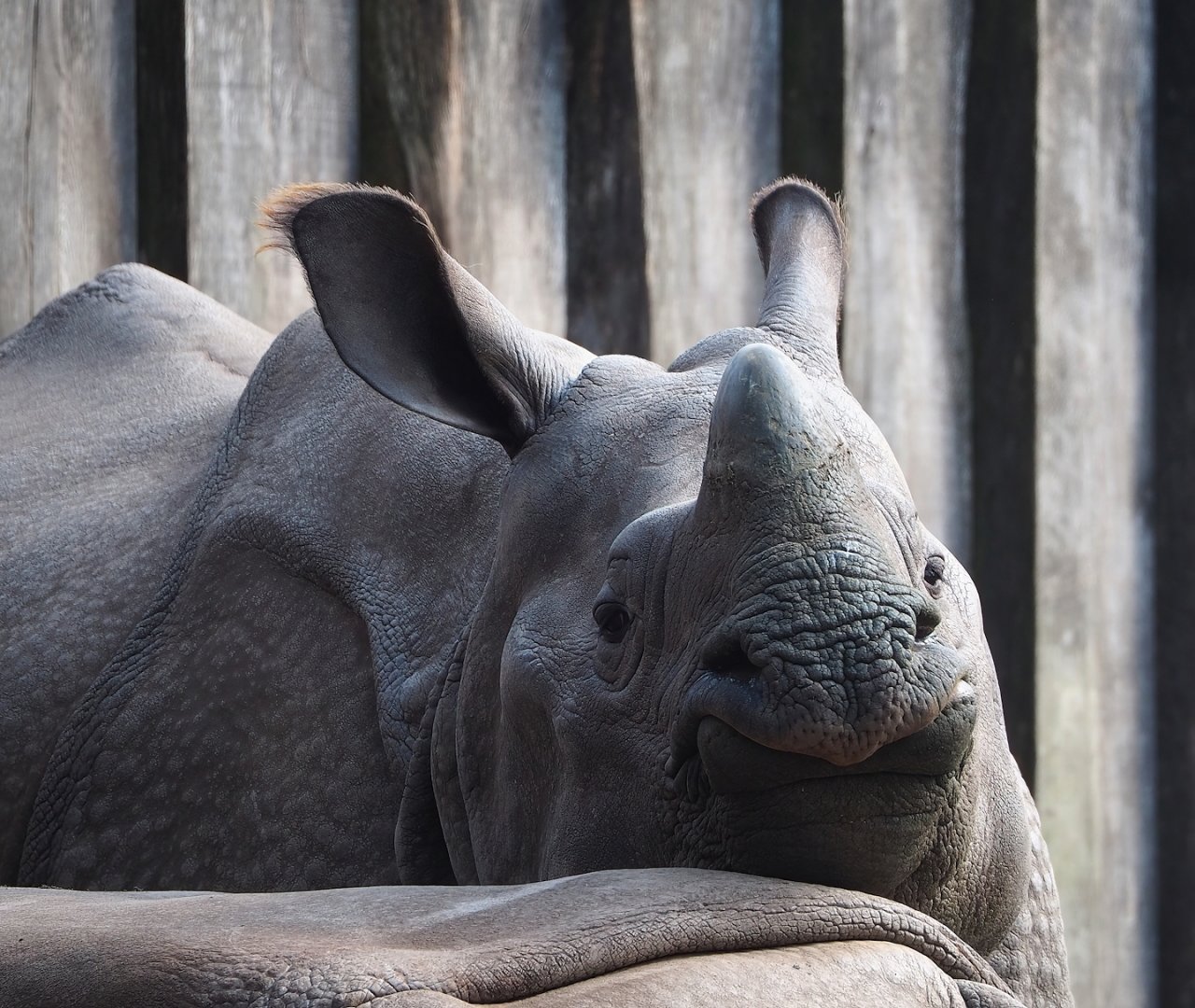 Indian rhinoceros (Rhinoceros unicornis), 2023-04-18