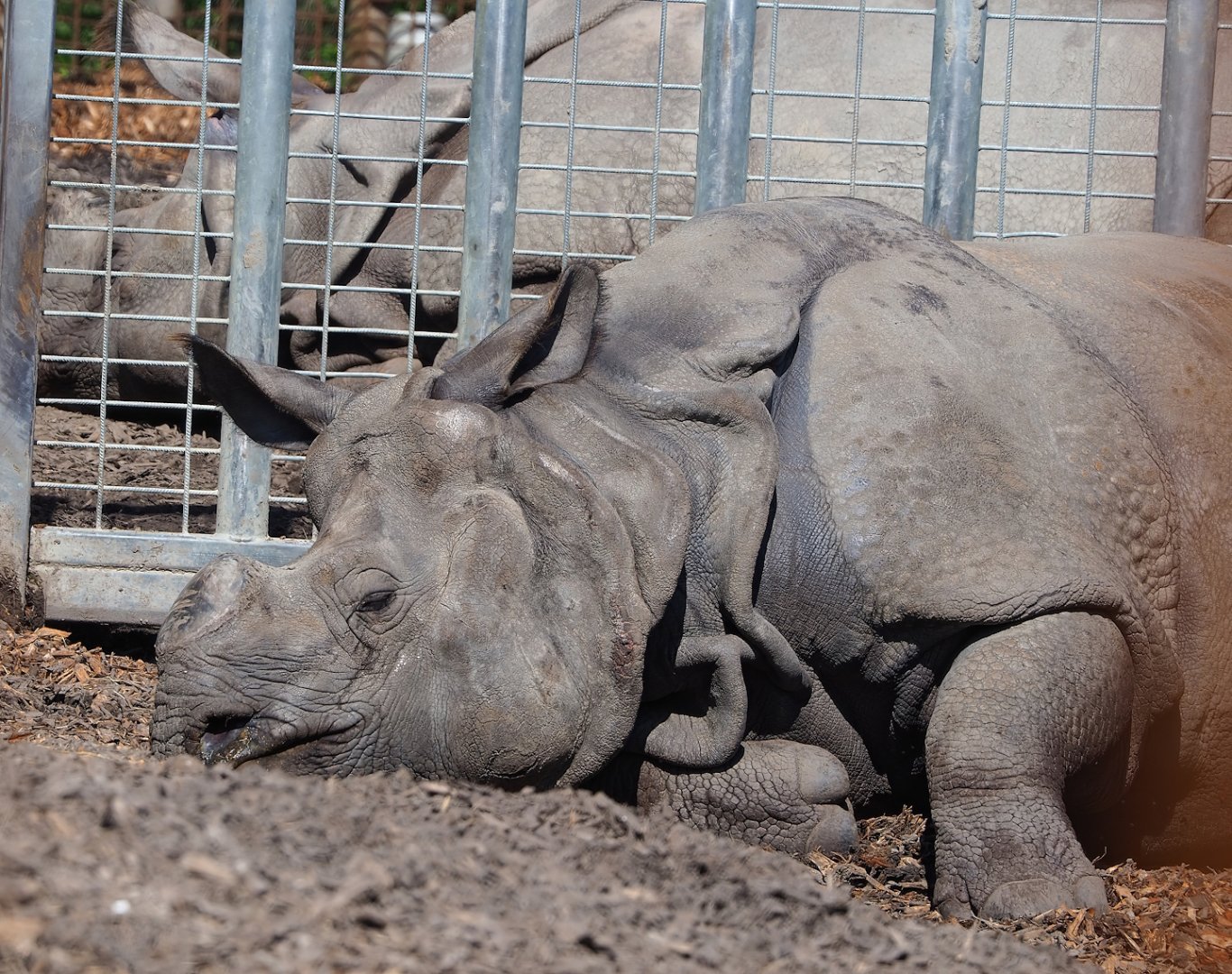 Indian rhinoceros (Rhinoceros unicornis), 2023-04-30