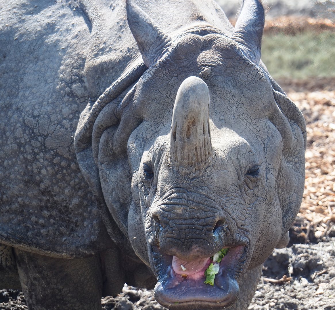 Indian rhinoceros (Rhinoceros unicornis), 2023-04-30