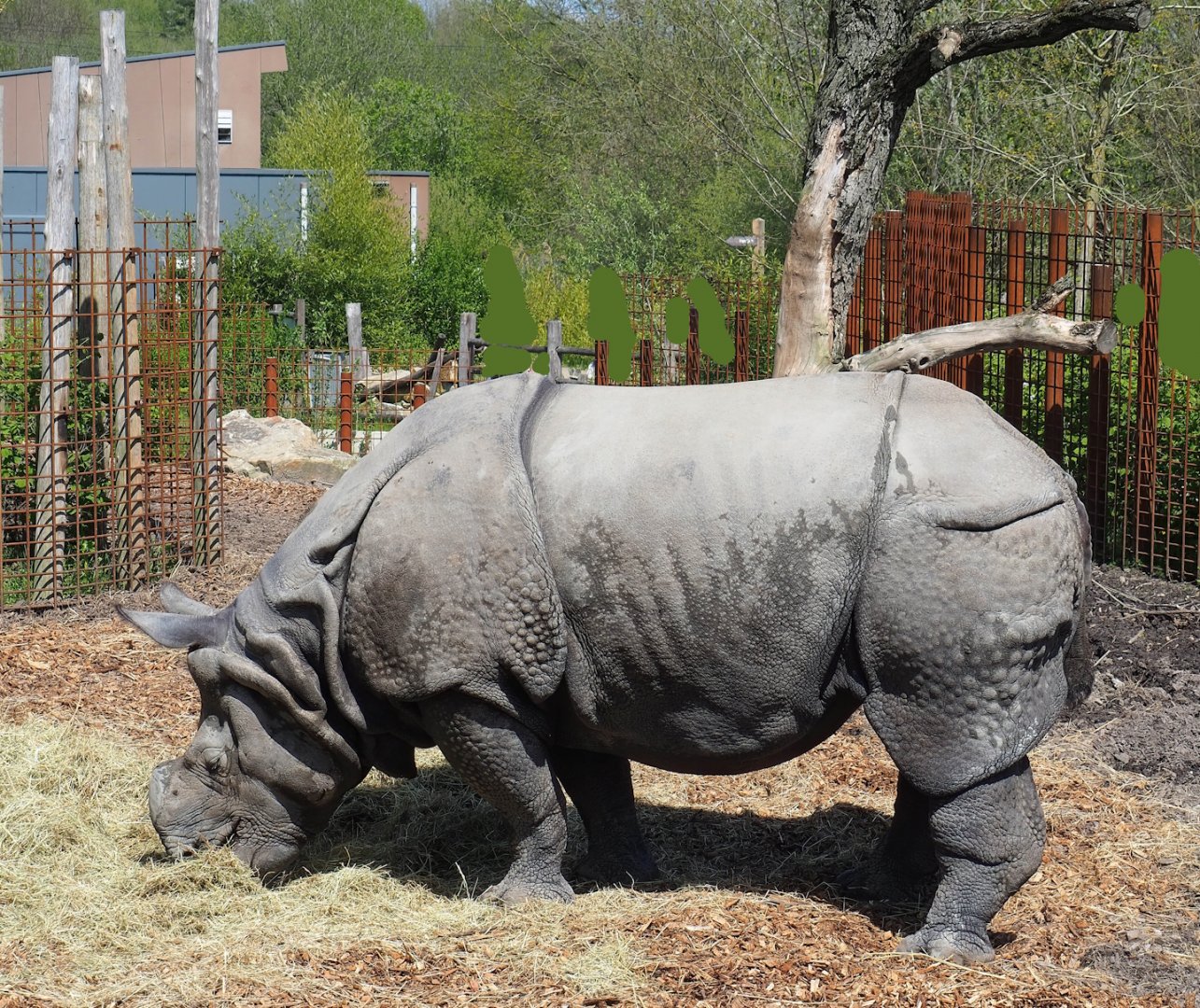 Indian rhinoceros (Rhinoceros unicornis), 2023-04-30