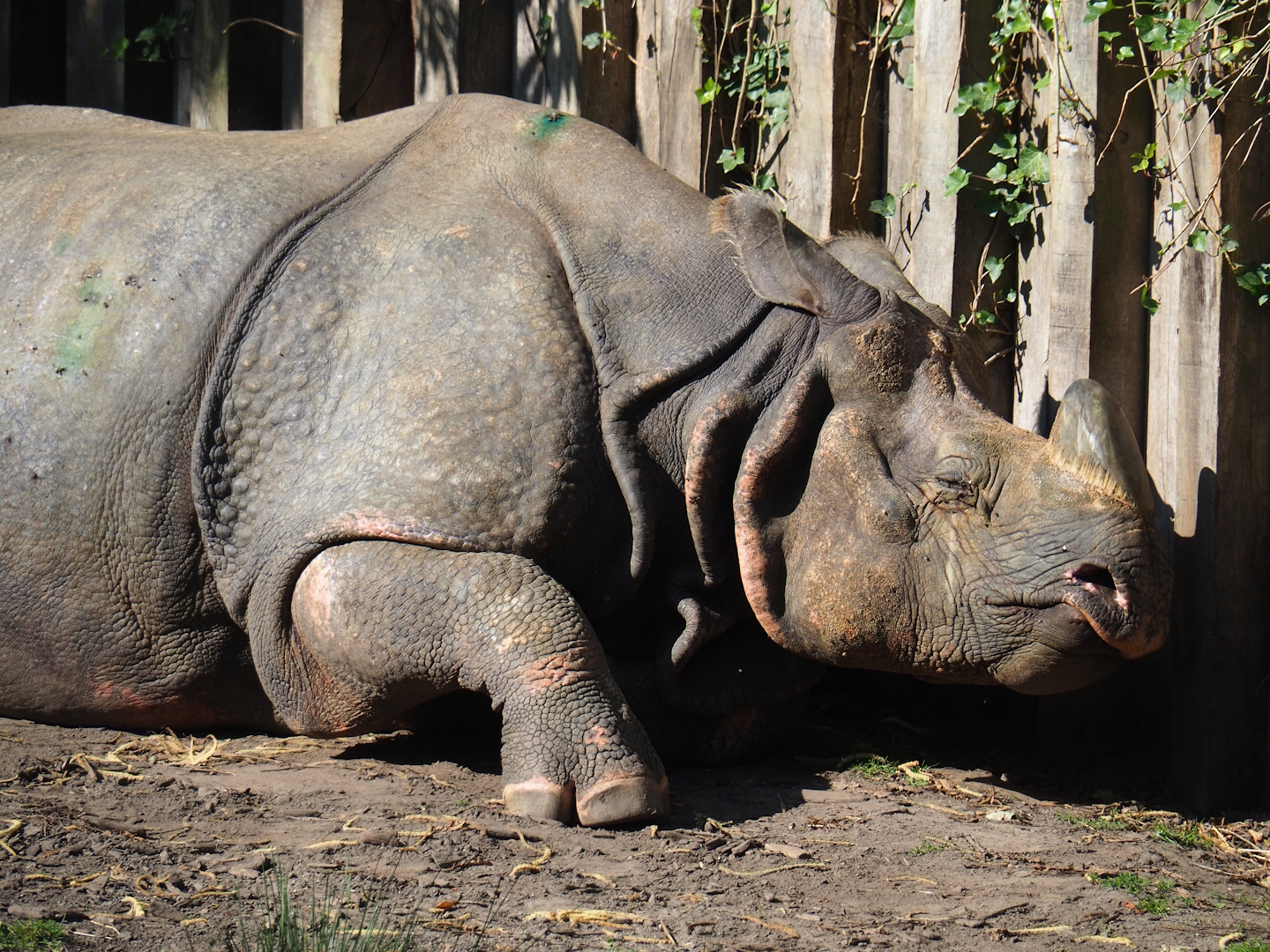 Indian rhinoceros (Rhinoceros unicornis), 2023-07-08