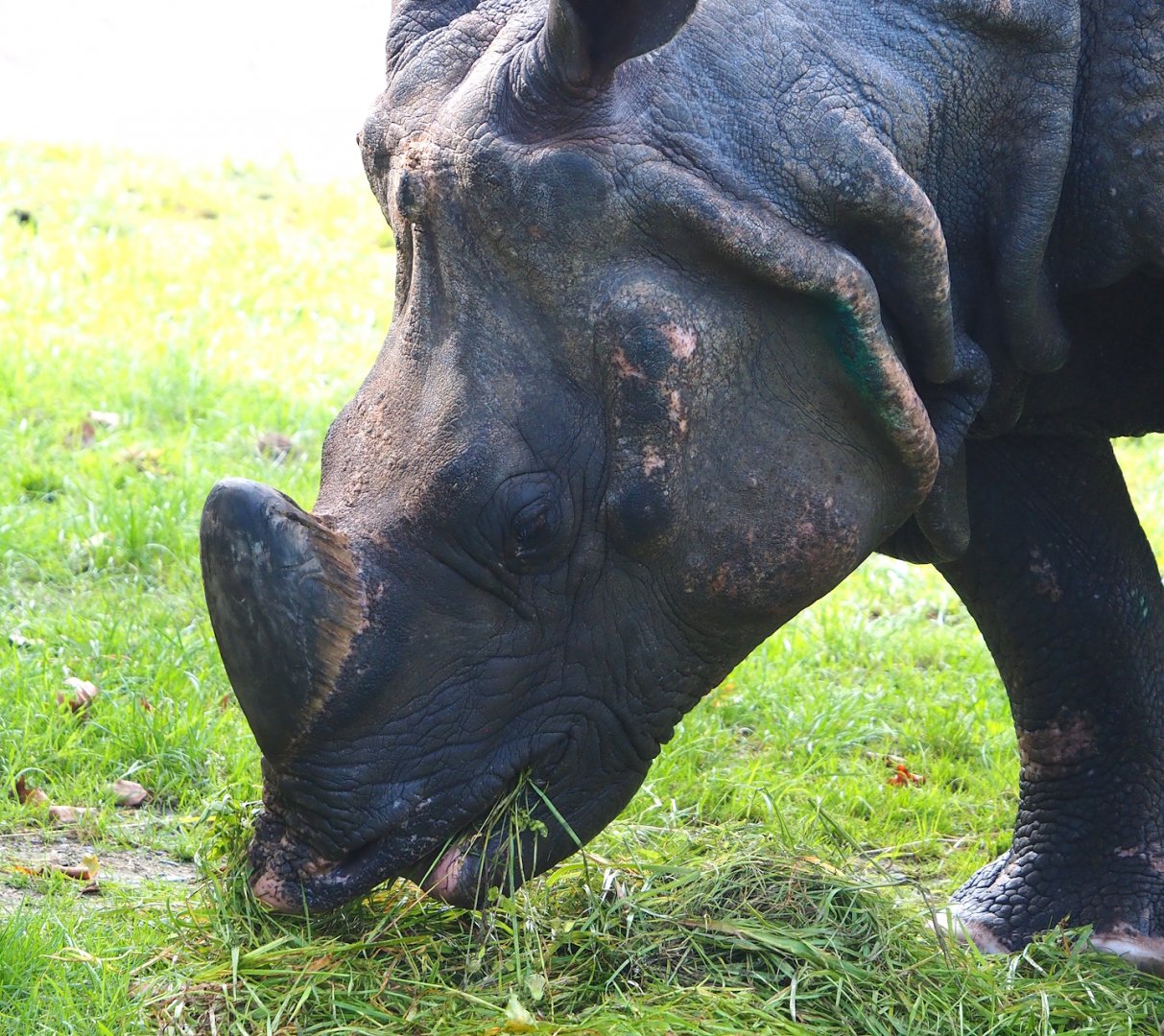Indian rhinoceros (Rhinoceros unicornis), 2023-09-19