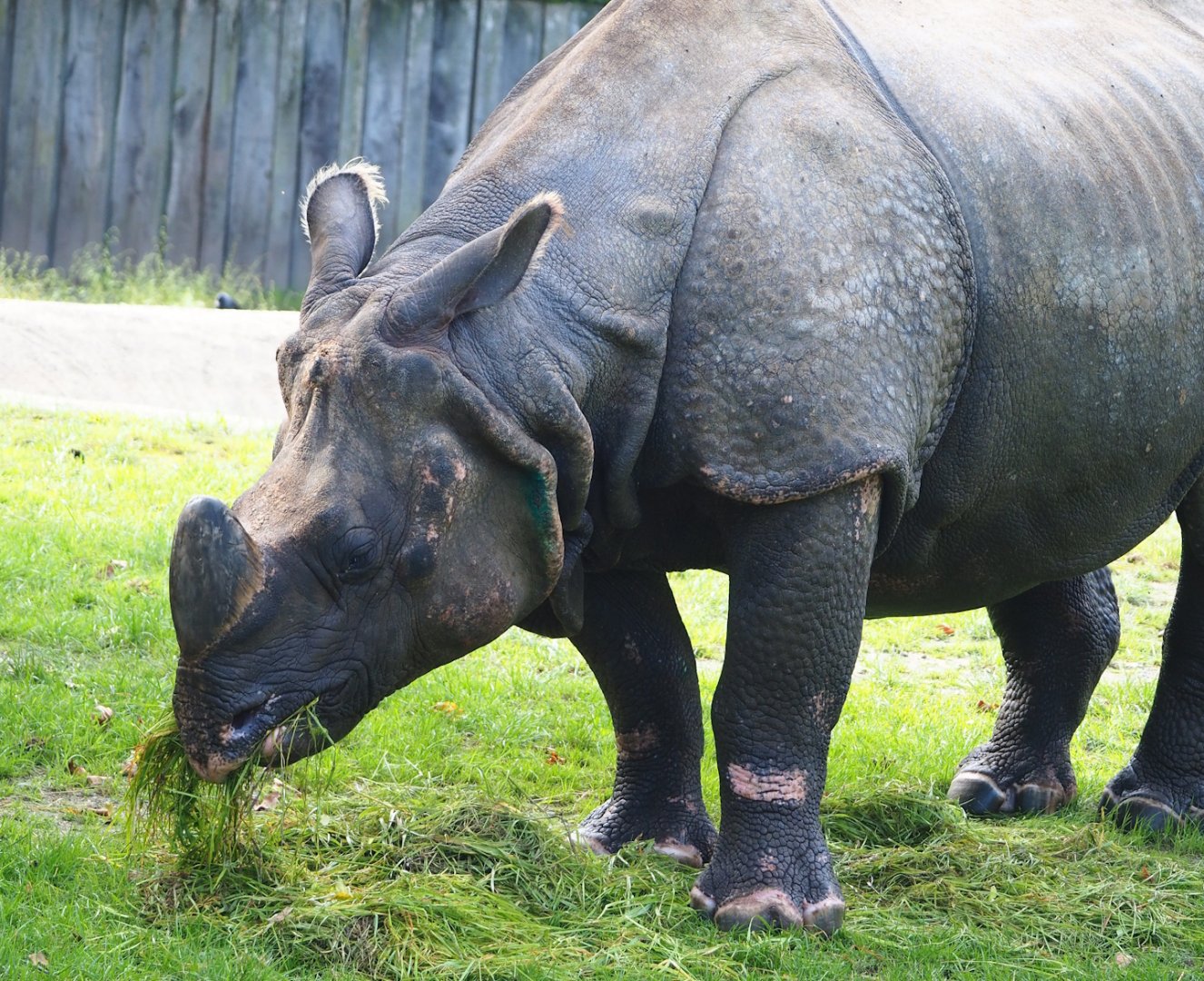 Indian rhinoceros (Rhinoceros unicornis), 2023-09-19