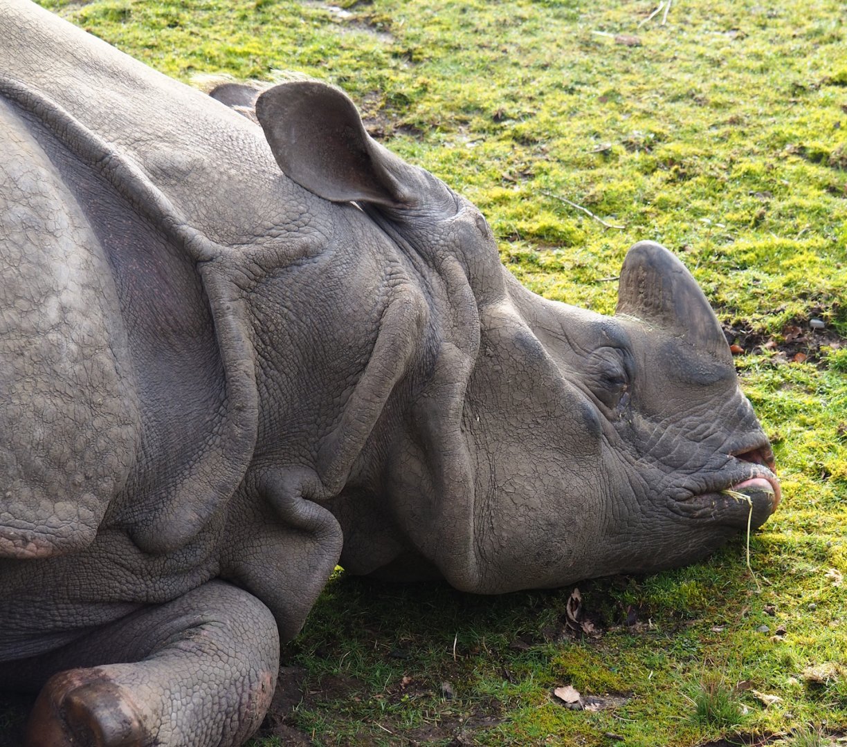 Indian rhinoceros (Rhinoceros unicornis), 2024-03-04
