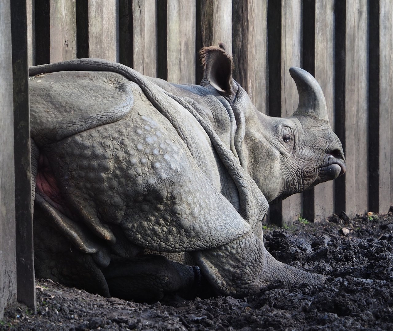 Indian rhinoceros (Rhinoceros unicornis), 2024-03-04