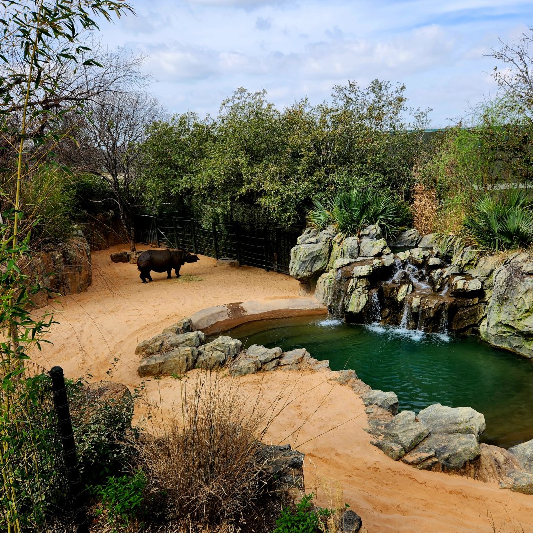 Indian Rhinoceros (Rhinoceros unicornis) and Exhibit