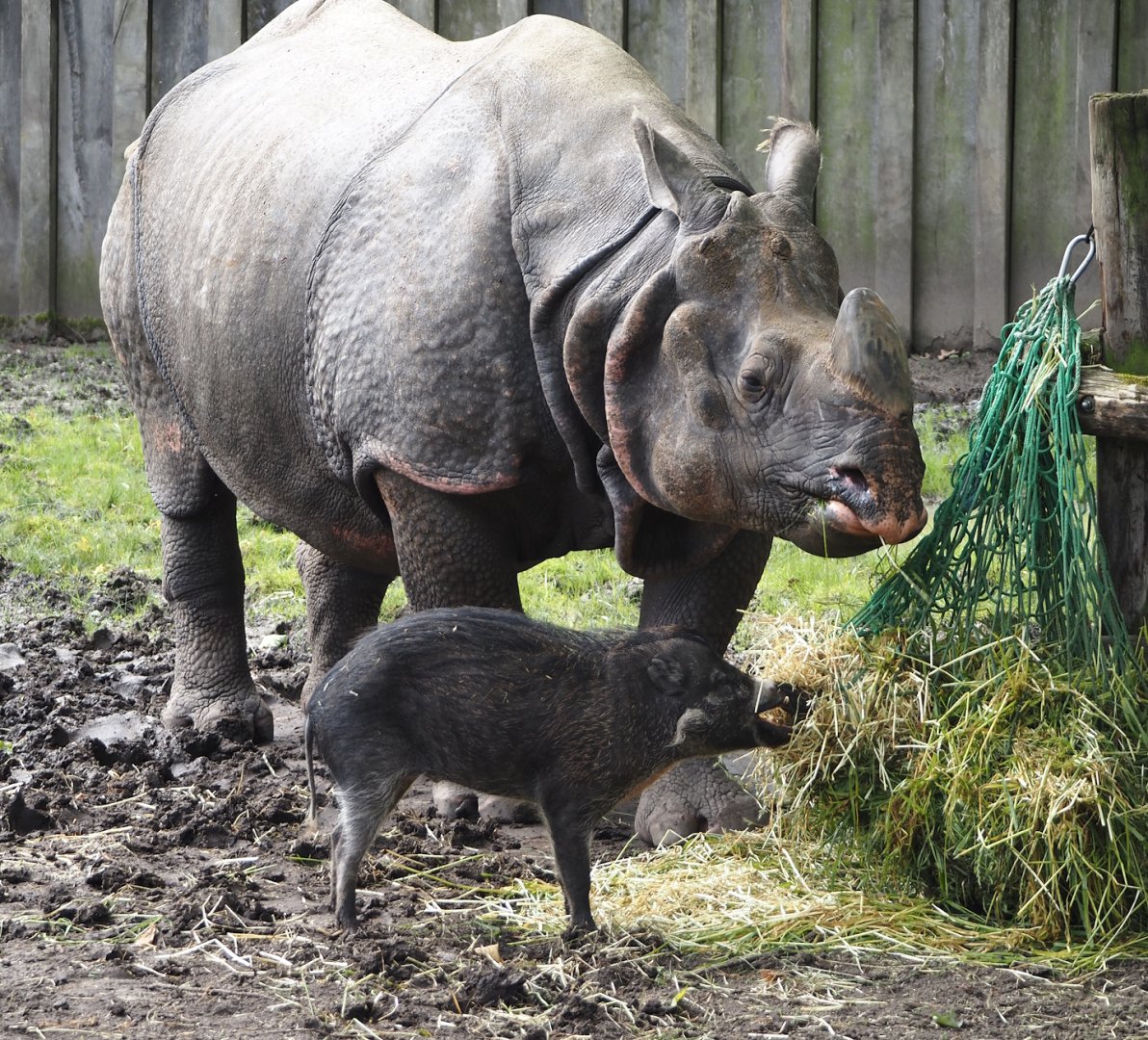 Indian rhinoceros (Rhinoceros unicornis) and Negros Visayan warty pig (Sus cebifrons negrinus), 2024-05-28