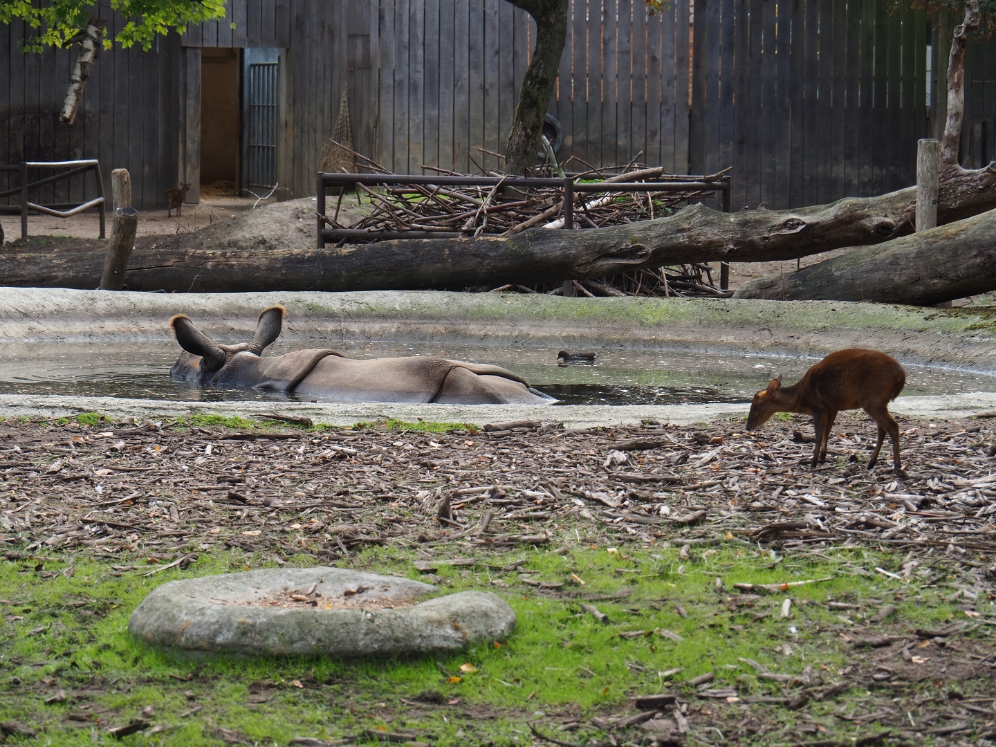Indian rhinoceros (Rhinoceros unicornis) and Reeves's muntjac (Muntiacus reevesi)