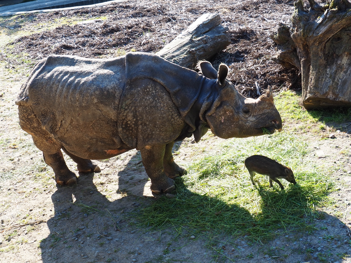 Indian rhinoceros (Rhinoceros unicornis) and Visayan warty pig (Sus cebifrons)