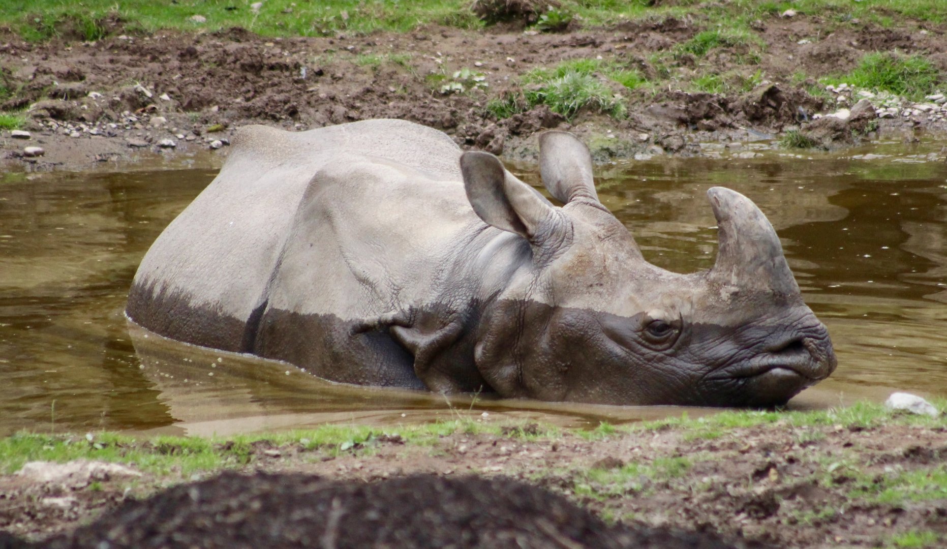 Indian rhinoceros (Rhinoceros unicornis) at Fota Wildlife Park - 08/07/2021