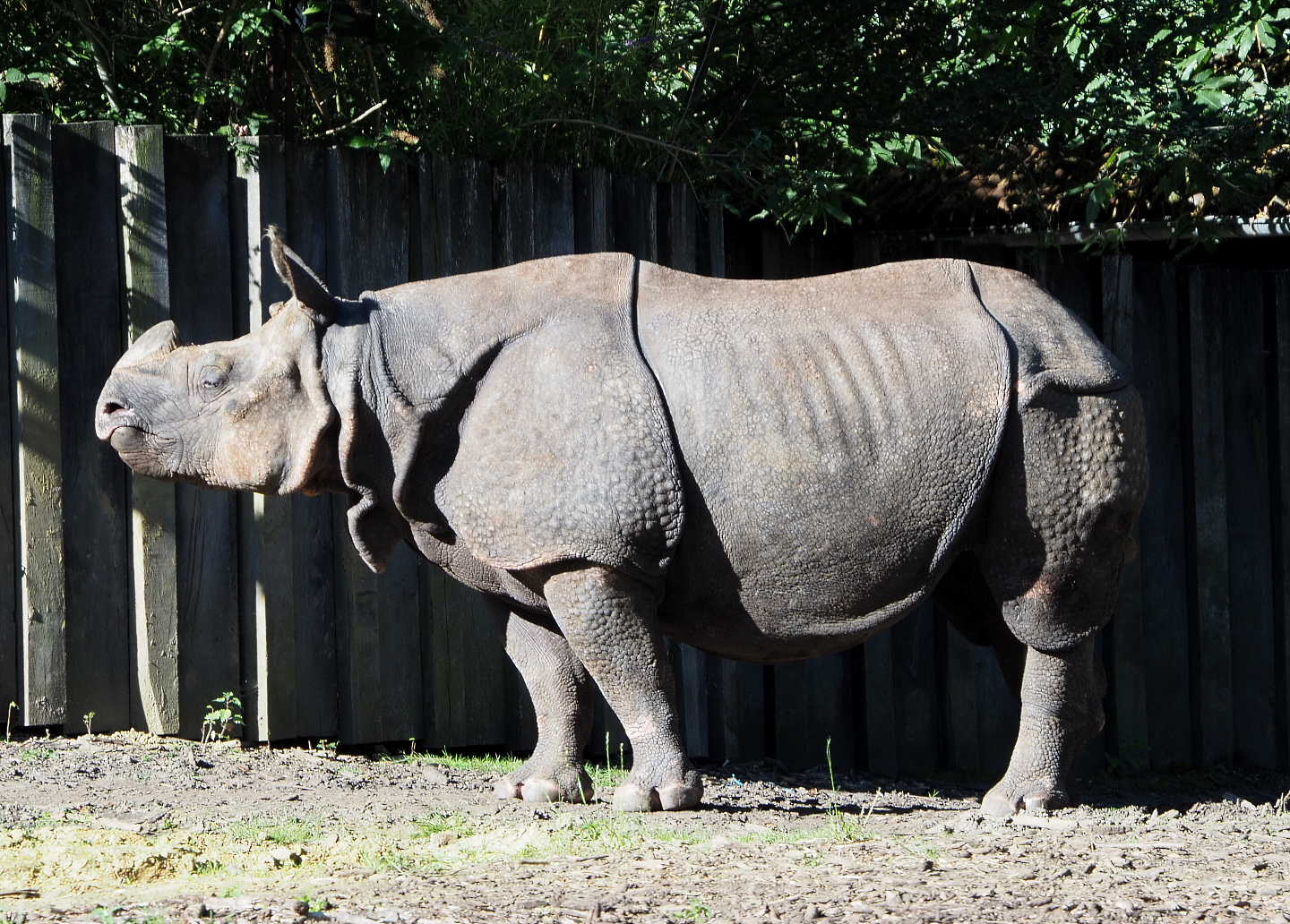 Indian rhinoceros (Rhinoceros unicornis) bull Gujarat, 2020-07-21