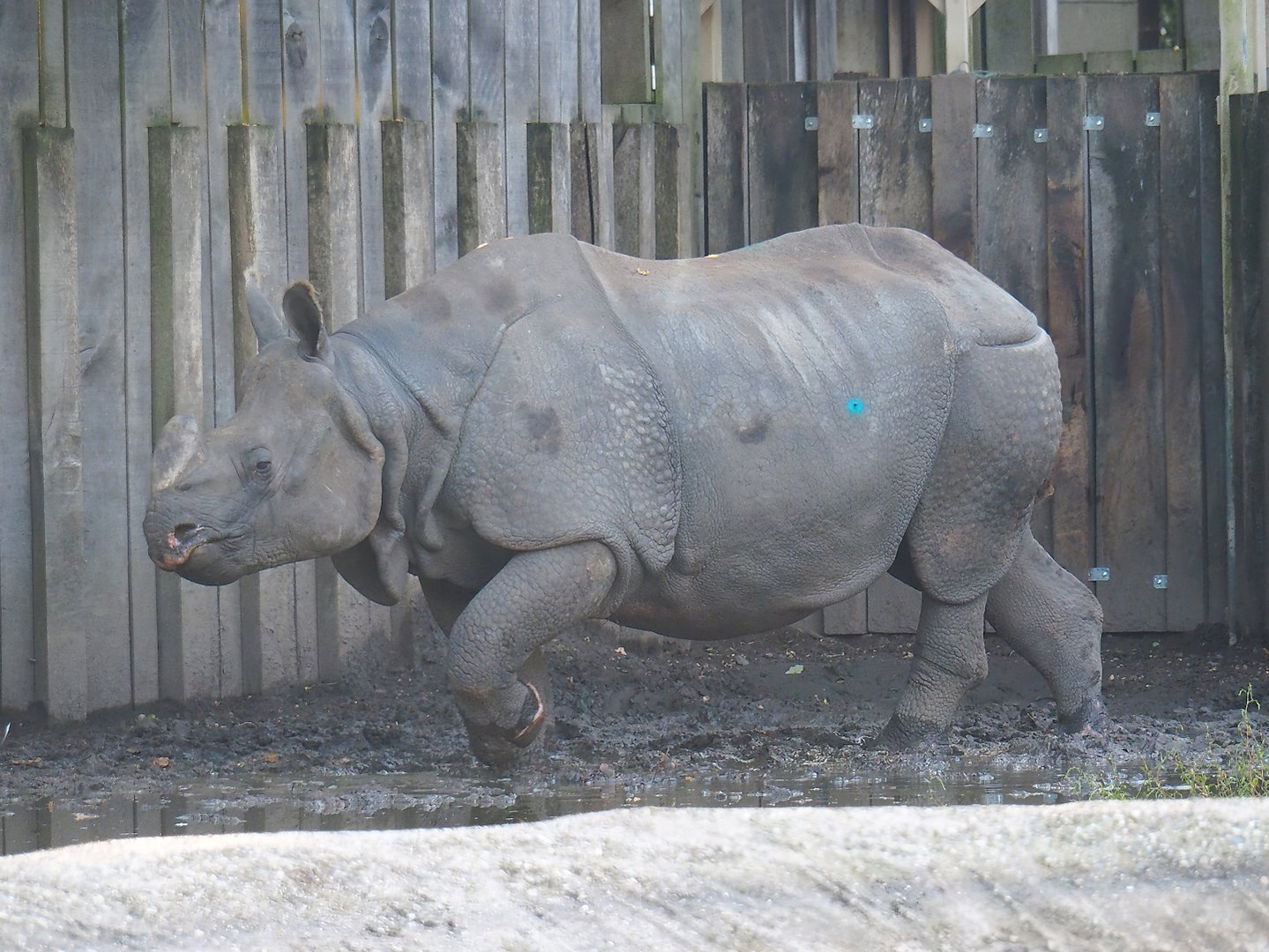 Indian rhinoceros (Rhinoceros unicornis) bull Gujarat, 2022-10-19