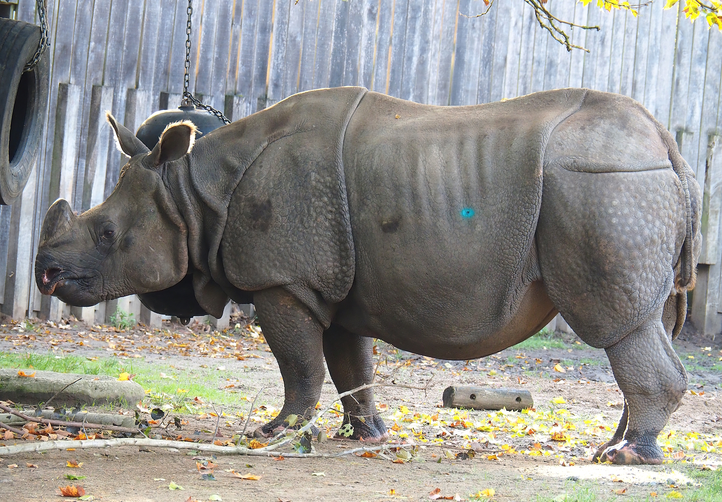Indian rhinoceros (Rhinoceros unicornis) bull Gujarat, 2022-10-19