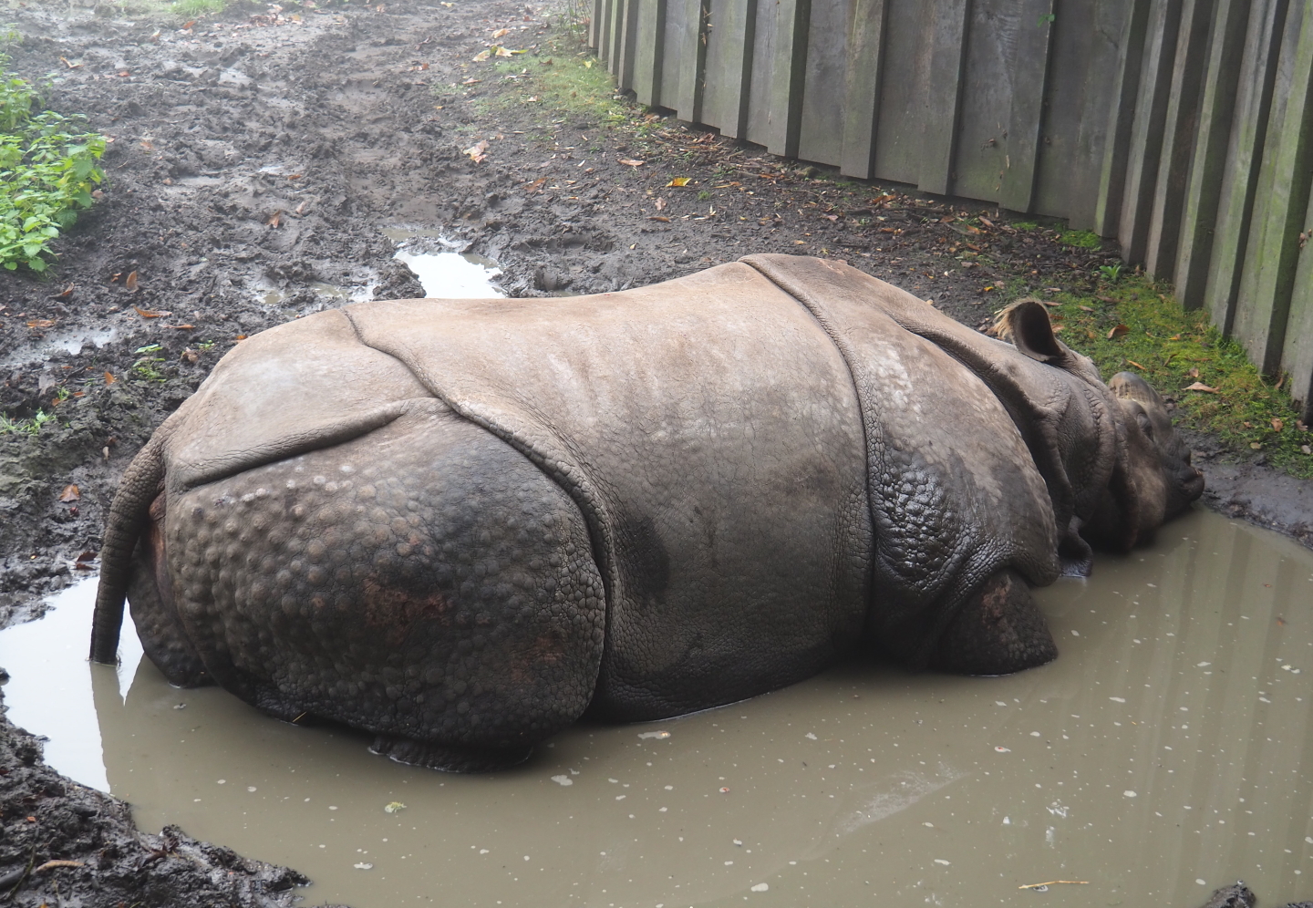 Indian rhinoceros (Rhinoceros unicornis) bull Gujarat in mud pool, 2021-10-10
