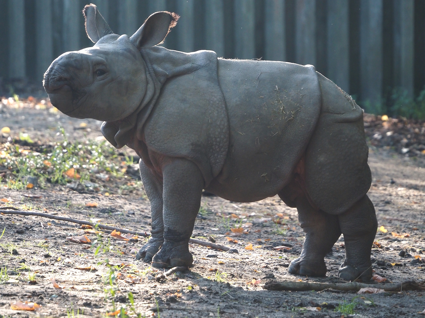 Indian rhinoceros (Rhinoceros unicornis) calf Amari, 2025-09-06
