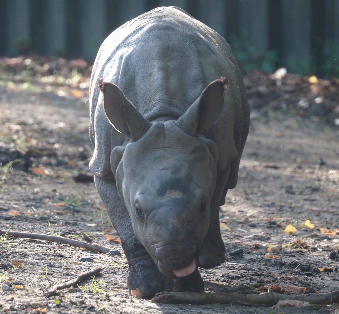Indian rhinoceros (Rhinoceros unicornis) calf Amari, 2025-09-06