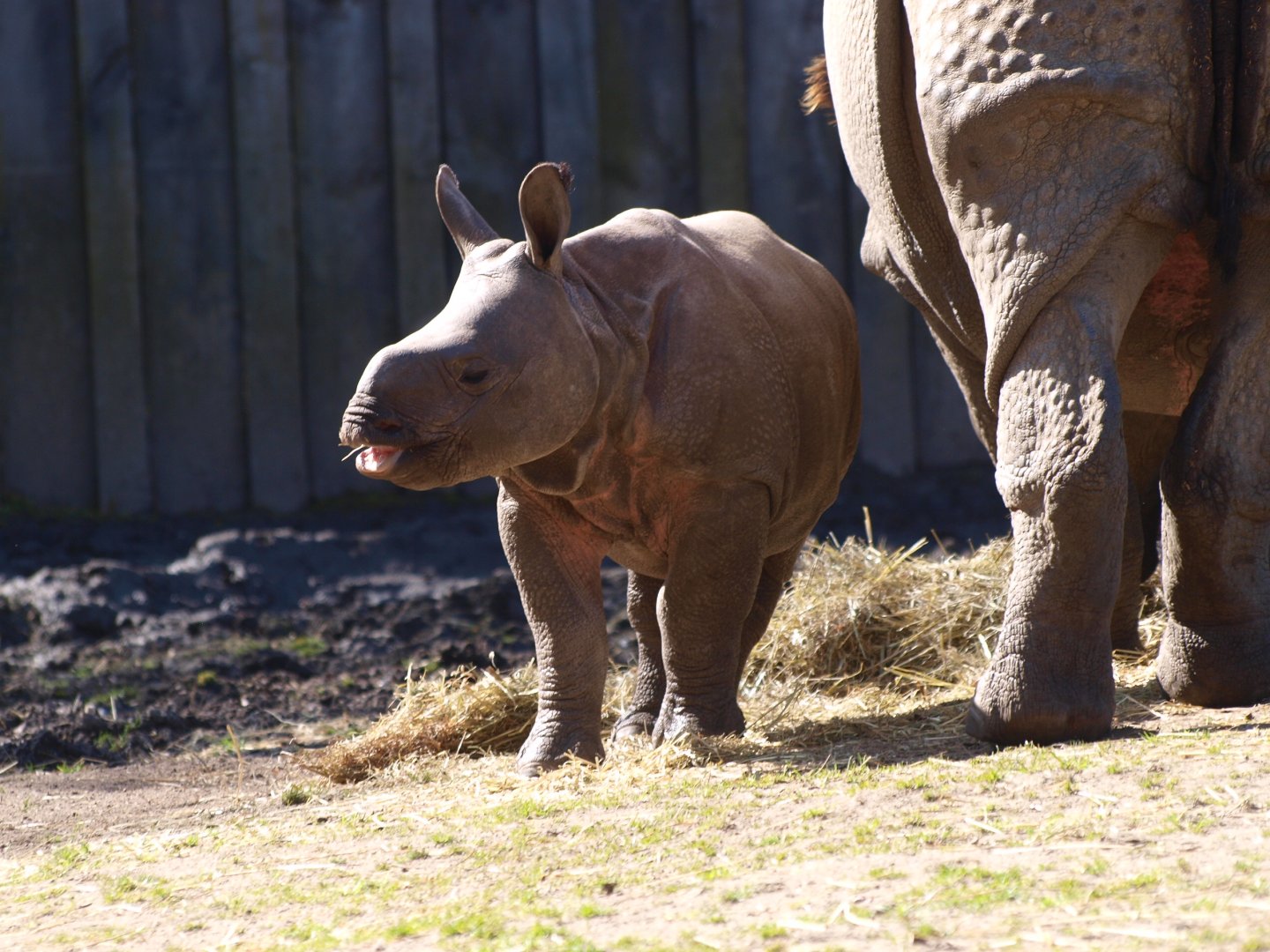 Indian rhinoceros (Rhinoceros unicornis) calf Qabid
