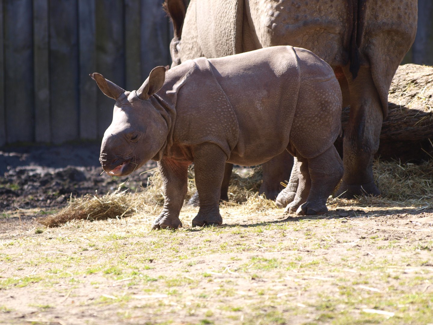 Indian rhinoceros (Rhinoceros unicornis) calf Qabid