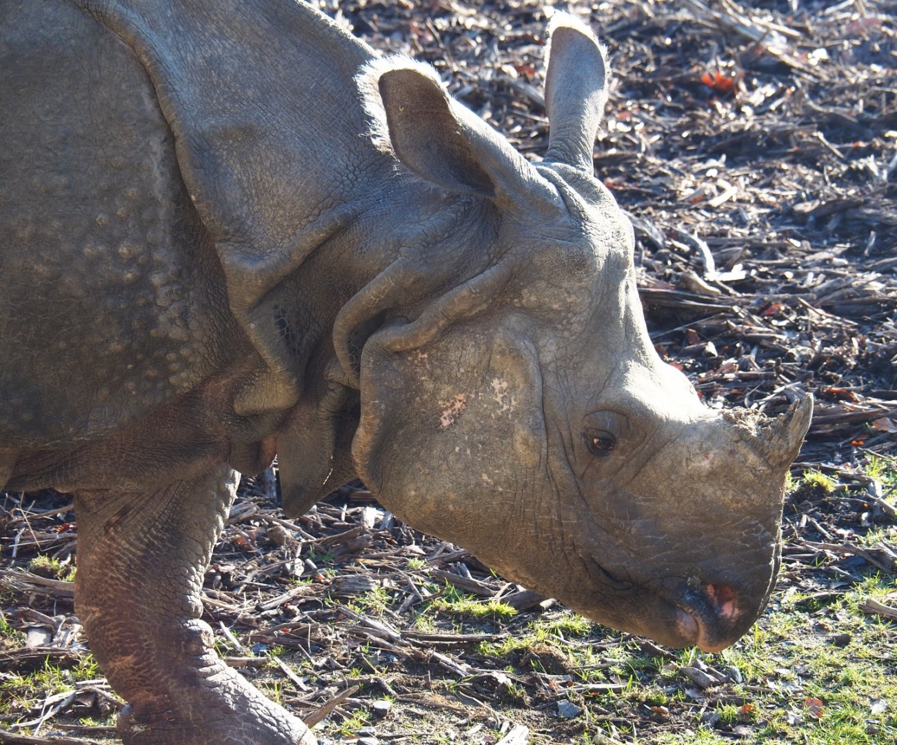 Indian rhinoceros (Rhinoceros unicornis), Feb 16th, 2019