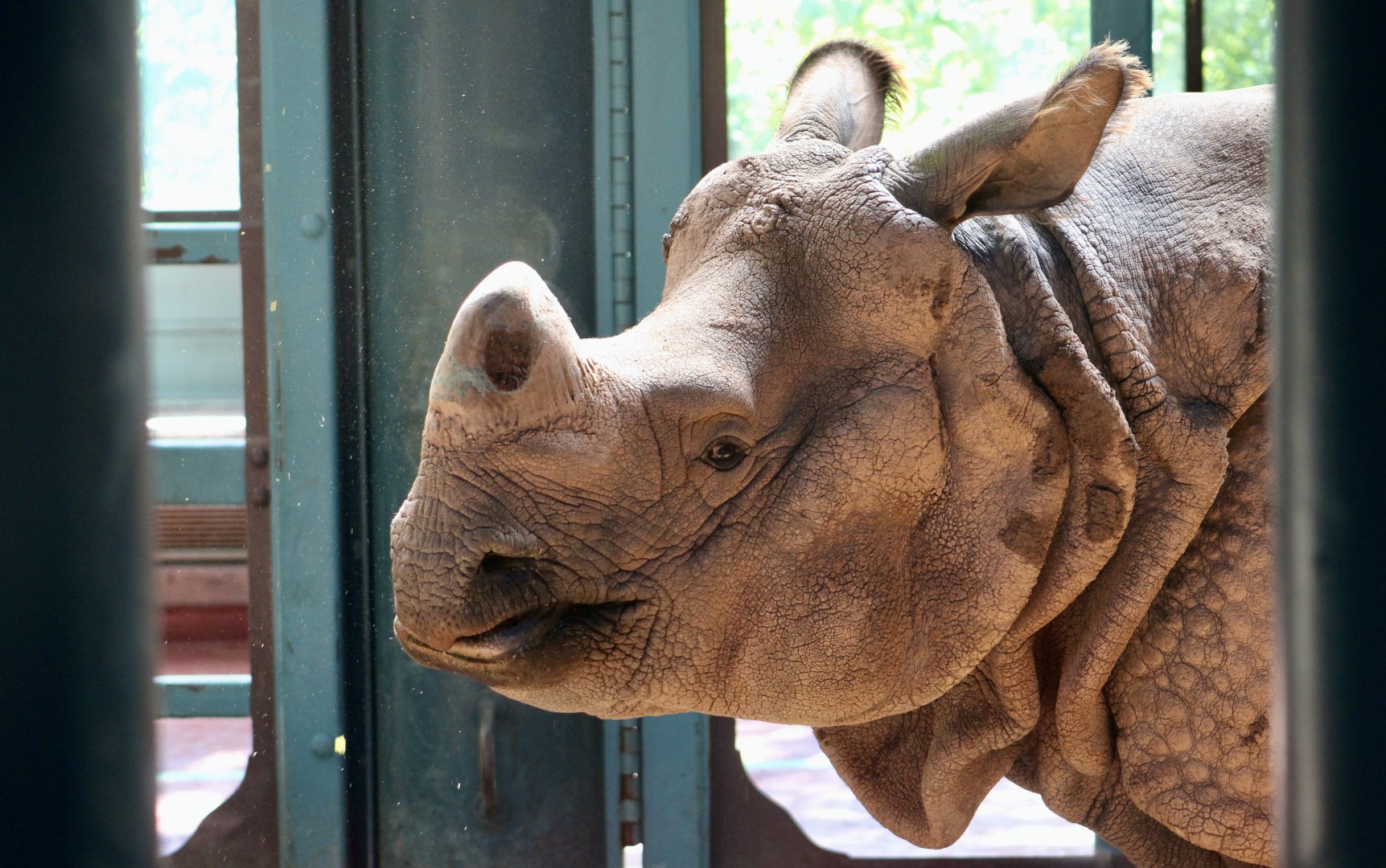 Indian Rhinoceros (Rhinoceros unicornis) - "Glenn"
