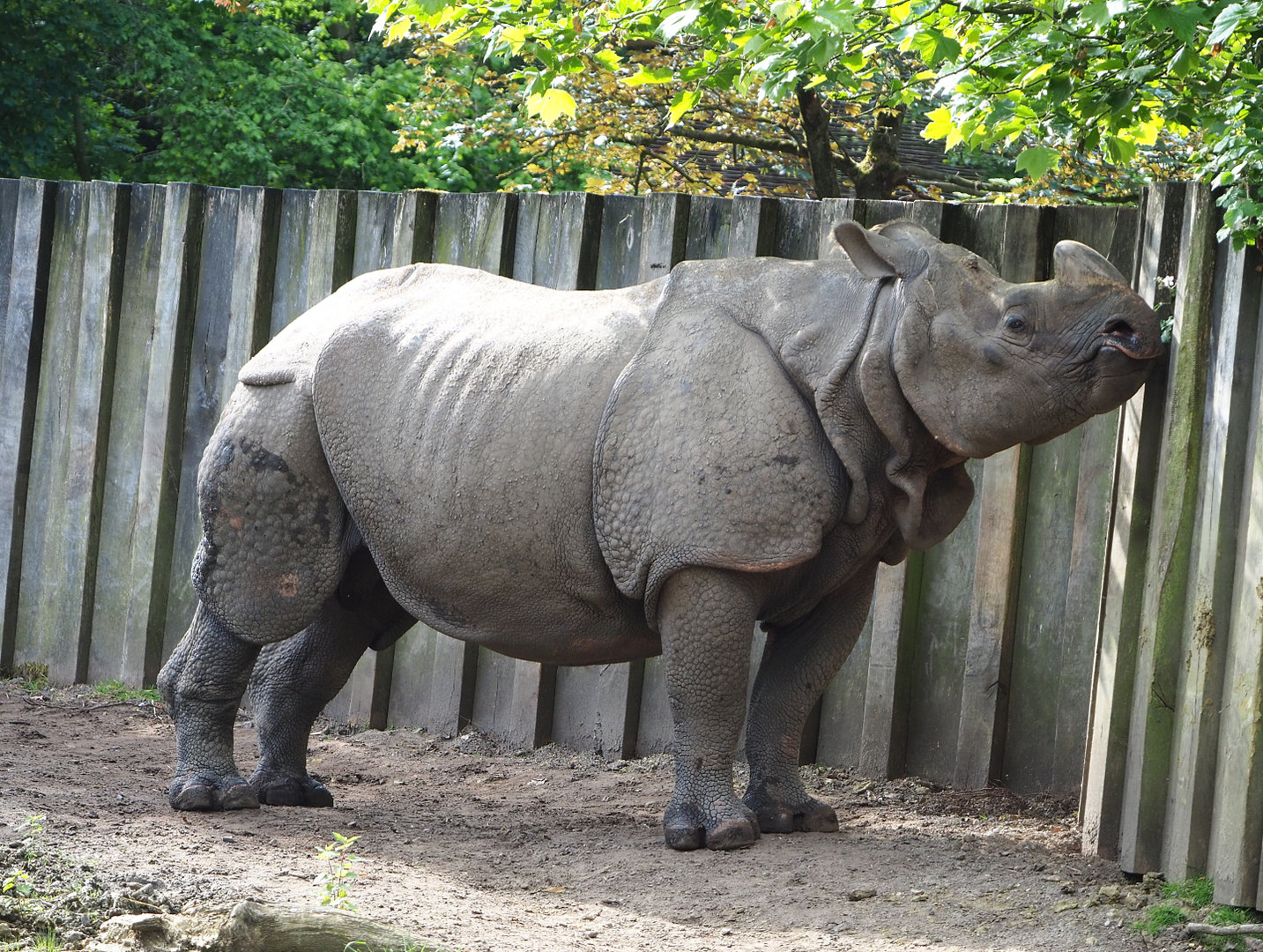 Indian rhinoceros (Rhinoceros unicornis) Gujarat, 2022-05-28