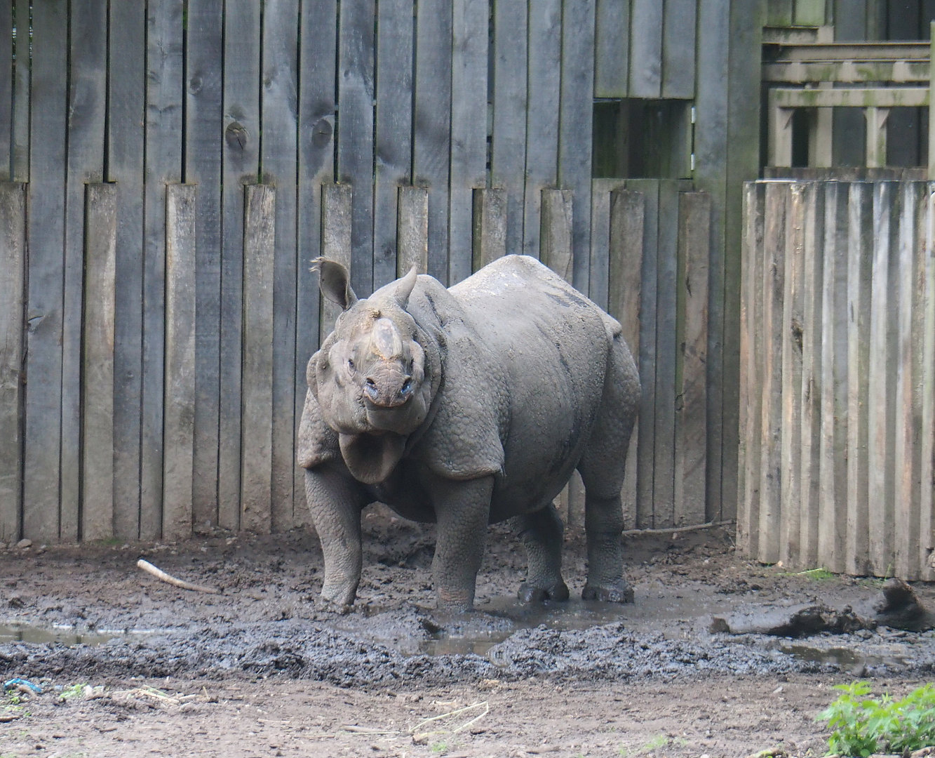 Indian rhinoceros (Rhinoceros unicornis) Gujarat, 2022-05-28
