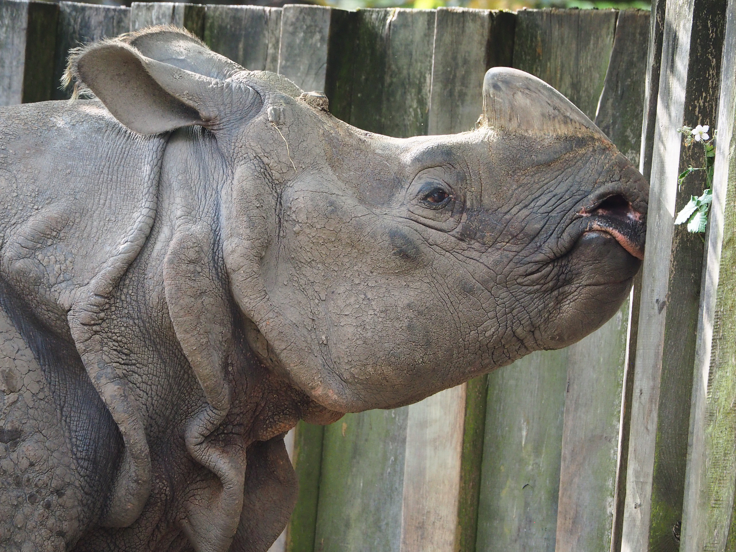 Indian rhinoceros (Rhinoceros unicornis) Gujarat, 2022-05-28
