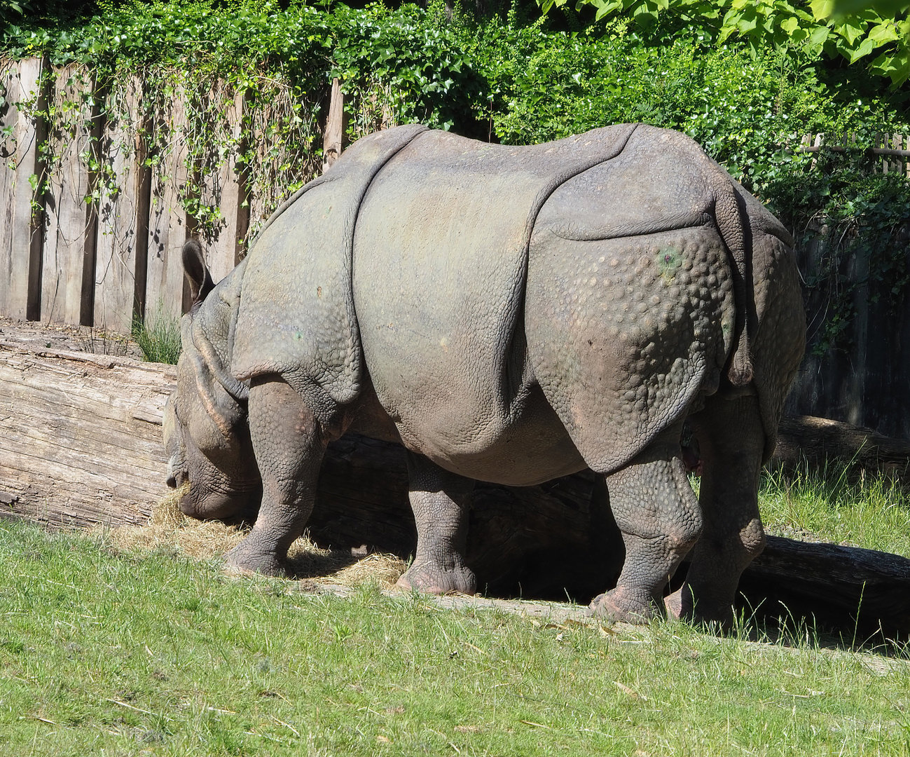 Indian rhinoceros (Rhinoceros unicornis) Gujarat, 2022-06-15