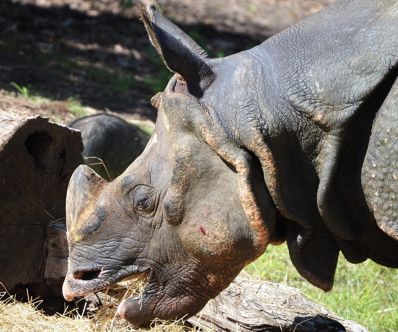 Indian rhinoceros (Rhinoceros unicornis) Gujarat, 2022-07-03