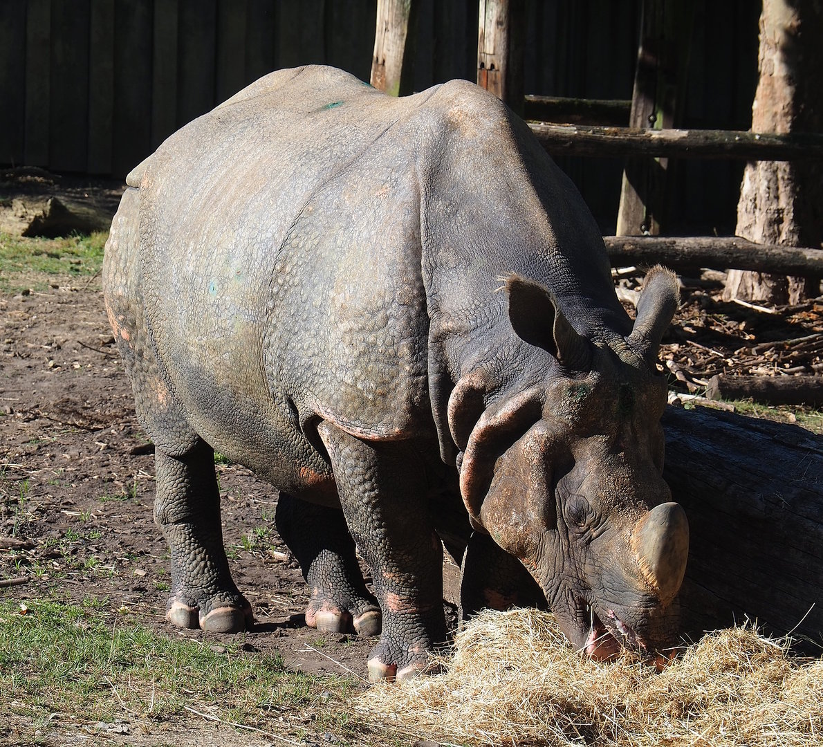 Indian rhinoceros (Rhinoceros unicornis) Gujarat, 2022-08-07