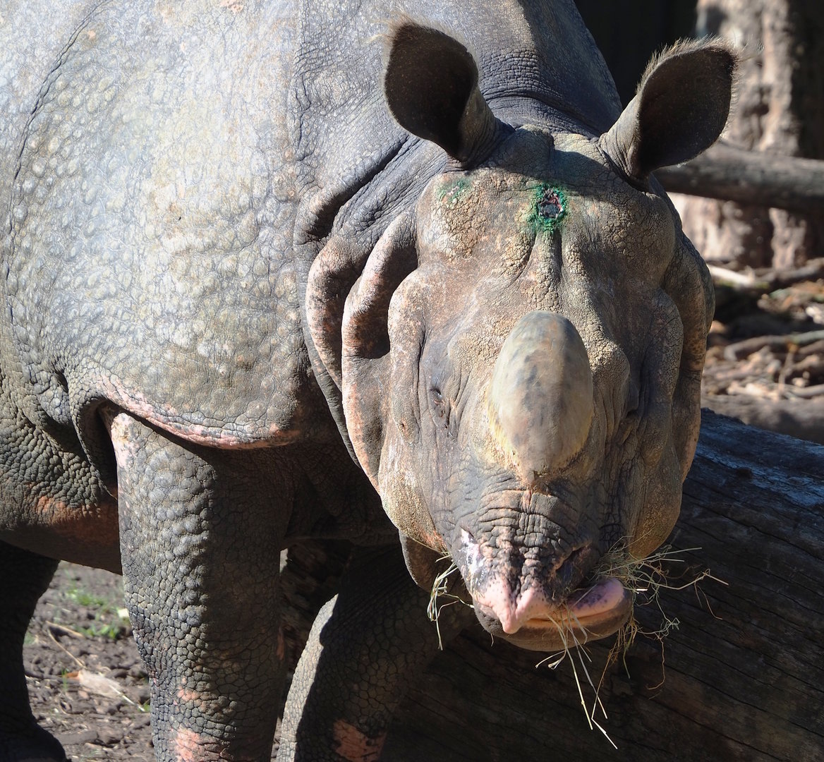 Indian rhinoceros (Rhinoceros unicornis) Gujarat, 2022-08-07