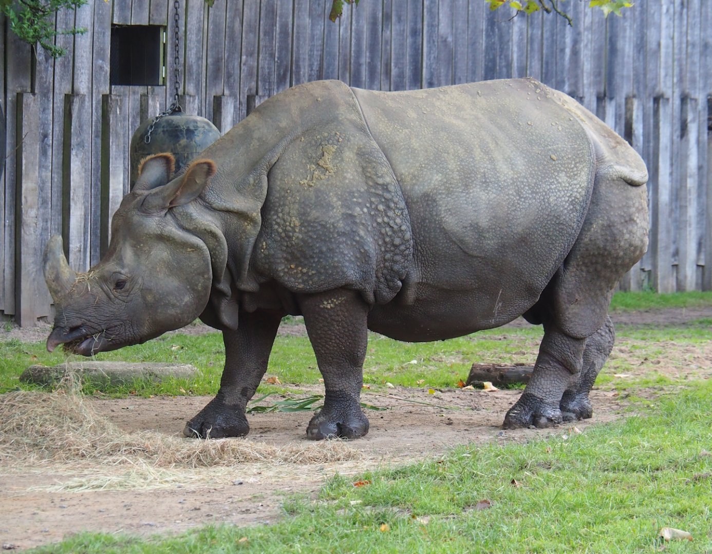 Indian rhinoceros (Rhinoceros unicornis) Gujarat, 2023-10-04