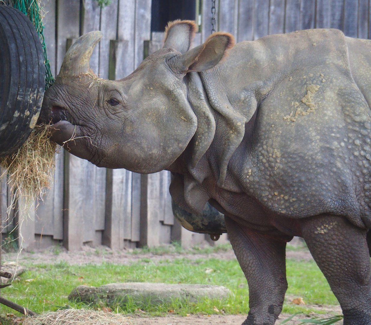 Indian rhinoceros (Rhinoceros unicornis) Gujarat, 2023-10-04
