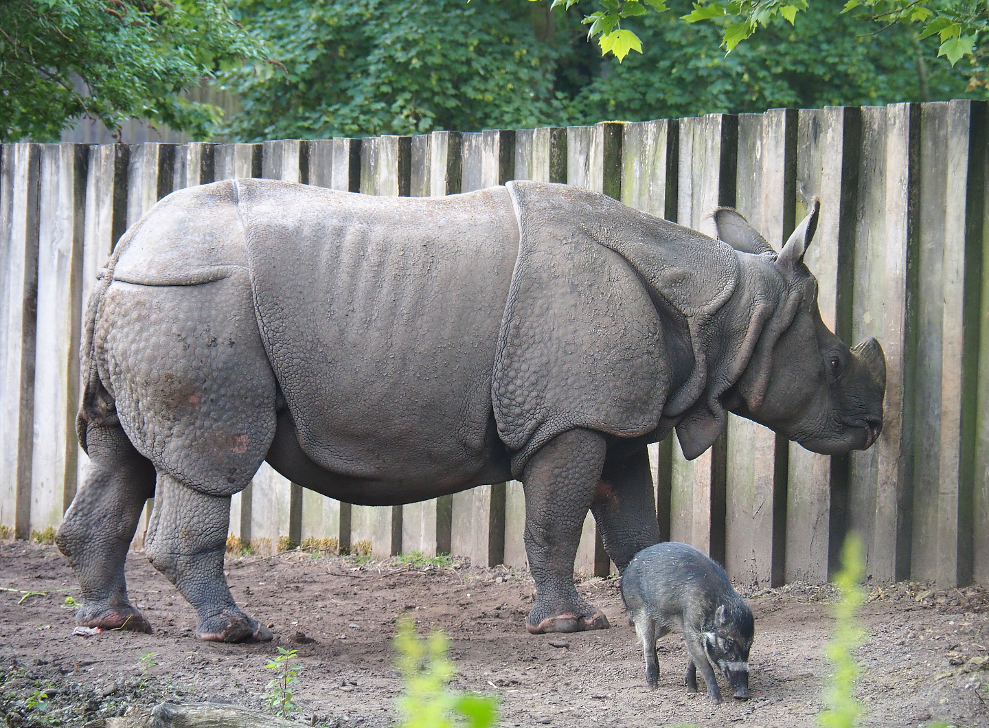Indian rhinoceros (Rhinoceros unicornis) Gujarat and Negros Visayan warty pig (Sus cebifrons negrinus) Vlad, 2022-05-28
