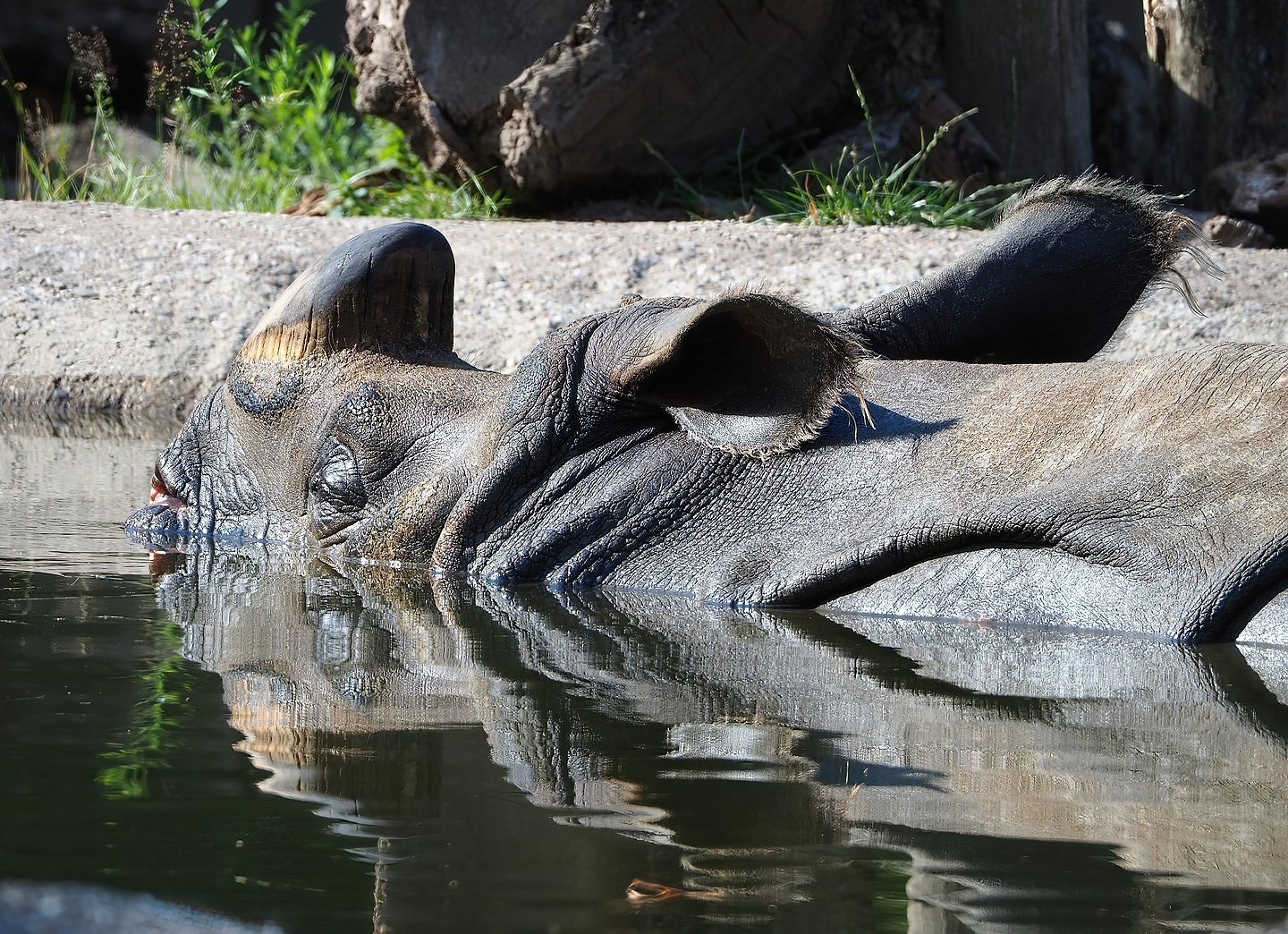 Indian rhinoceros (Rhinoceros unicornis) Gujarat in pool, 2022-07-16