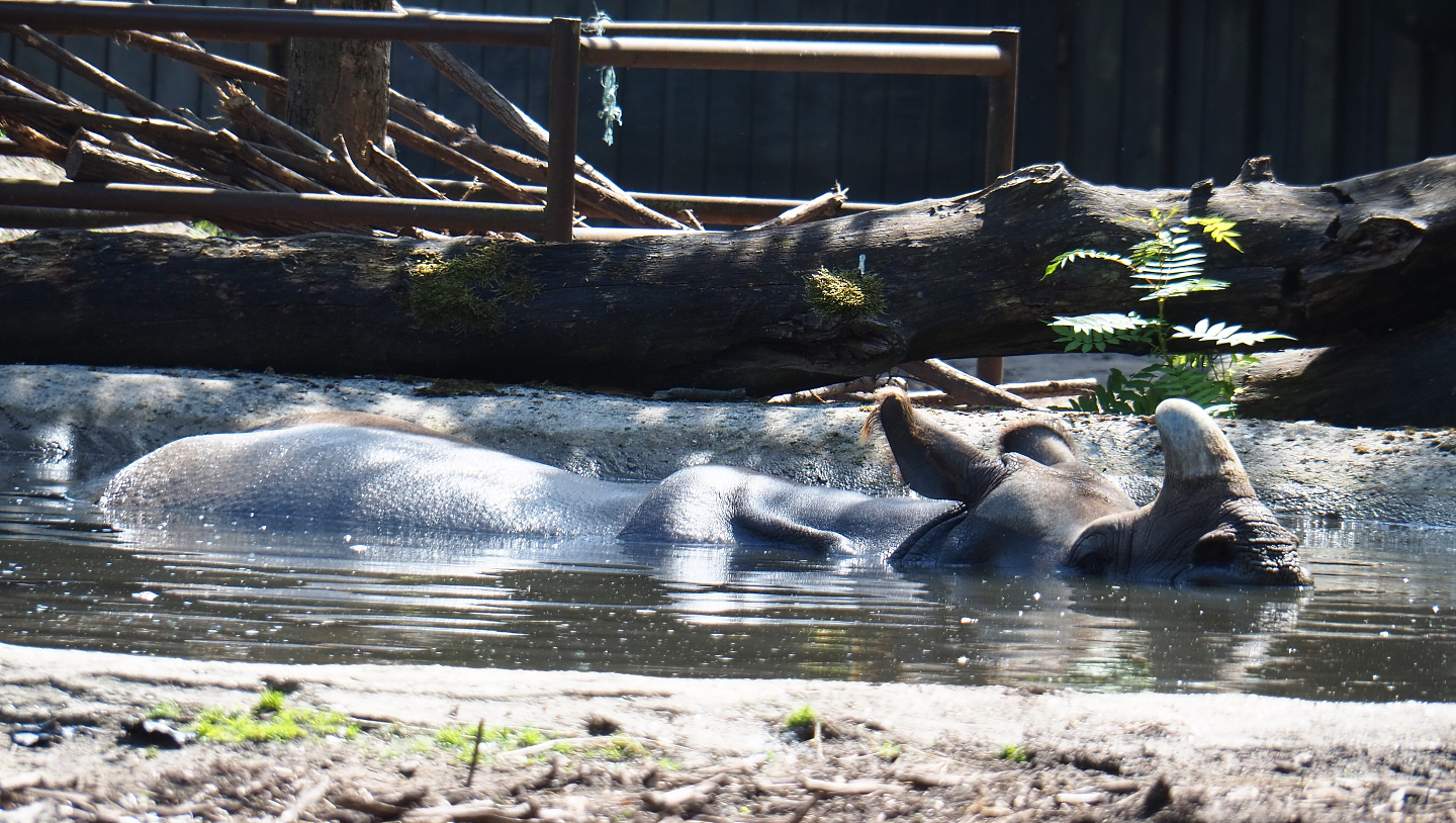 Indian rhinoceros (Rhinoceros unicornis) in the pool, 2020-06-12