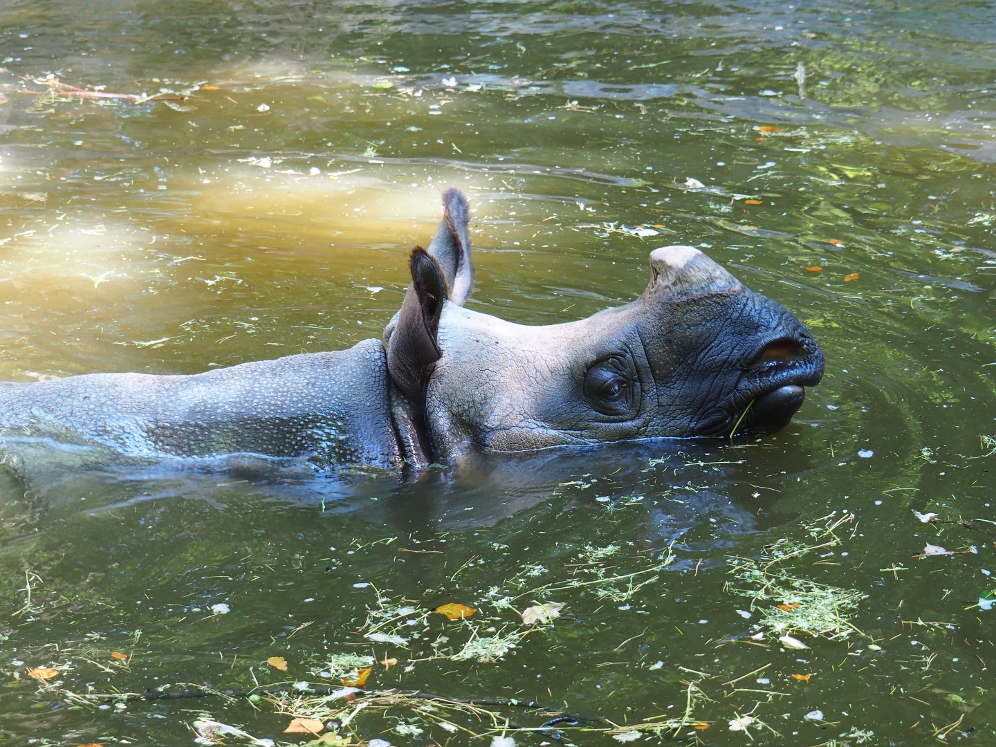 Indian rhinoceros (Rhinoceros unicornis) in the pool
