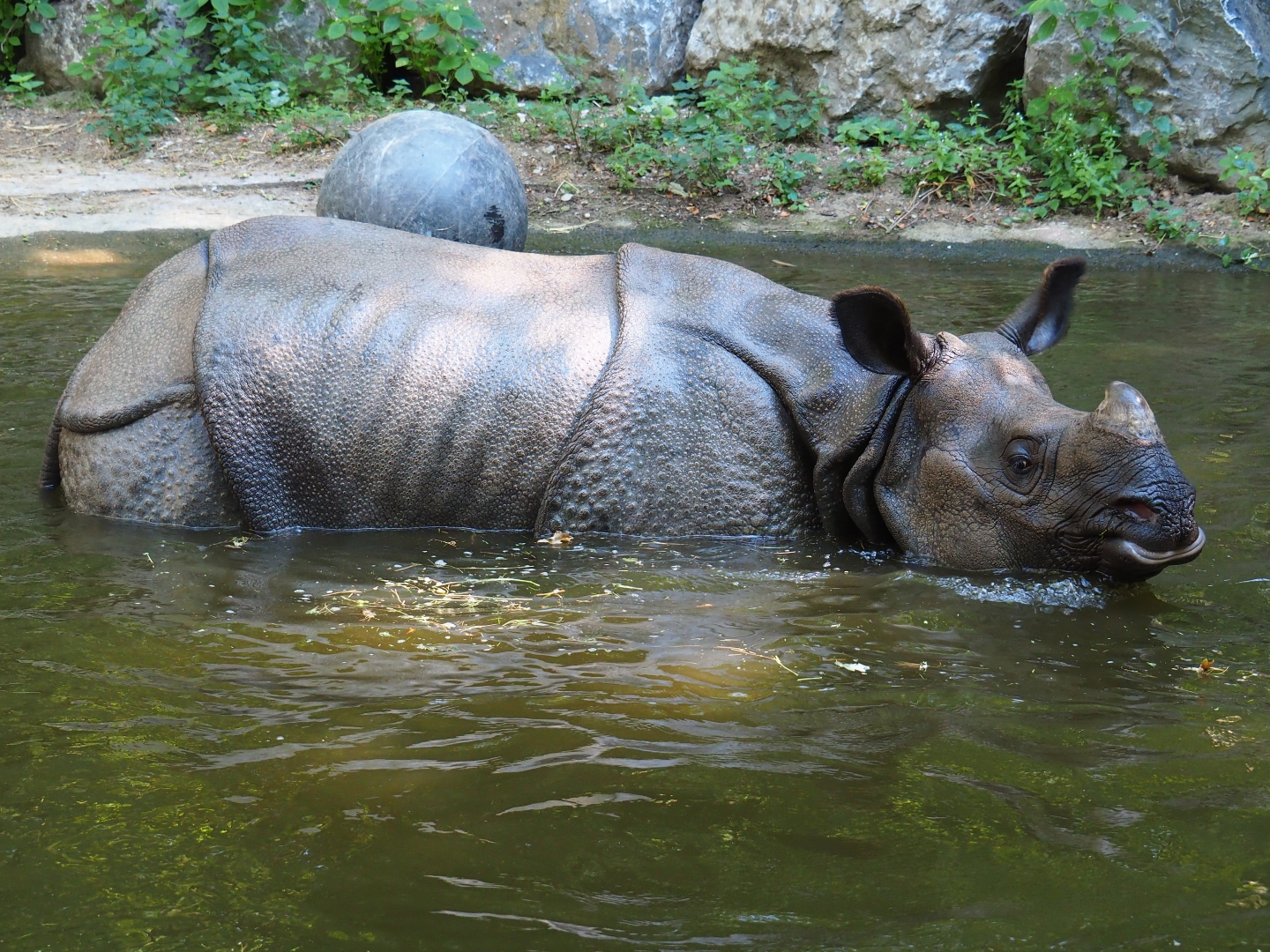 Indian rhinoceros (Rhinoceros unicornis) in the pool