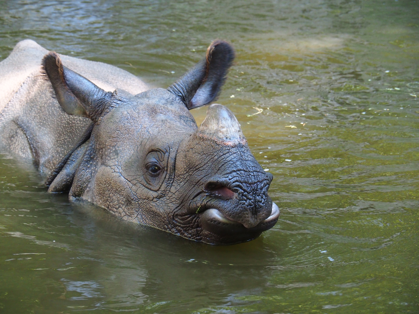 Indian rhinoceros (Rhinoceros unicornis) in the pool