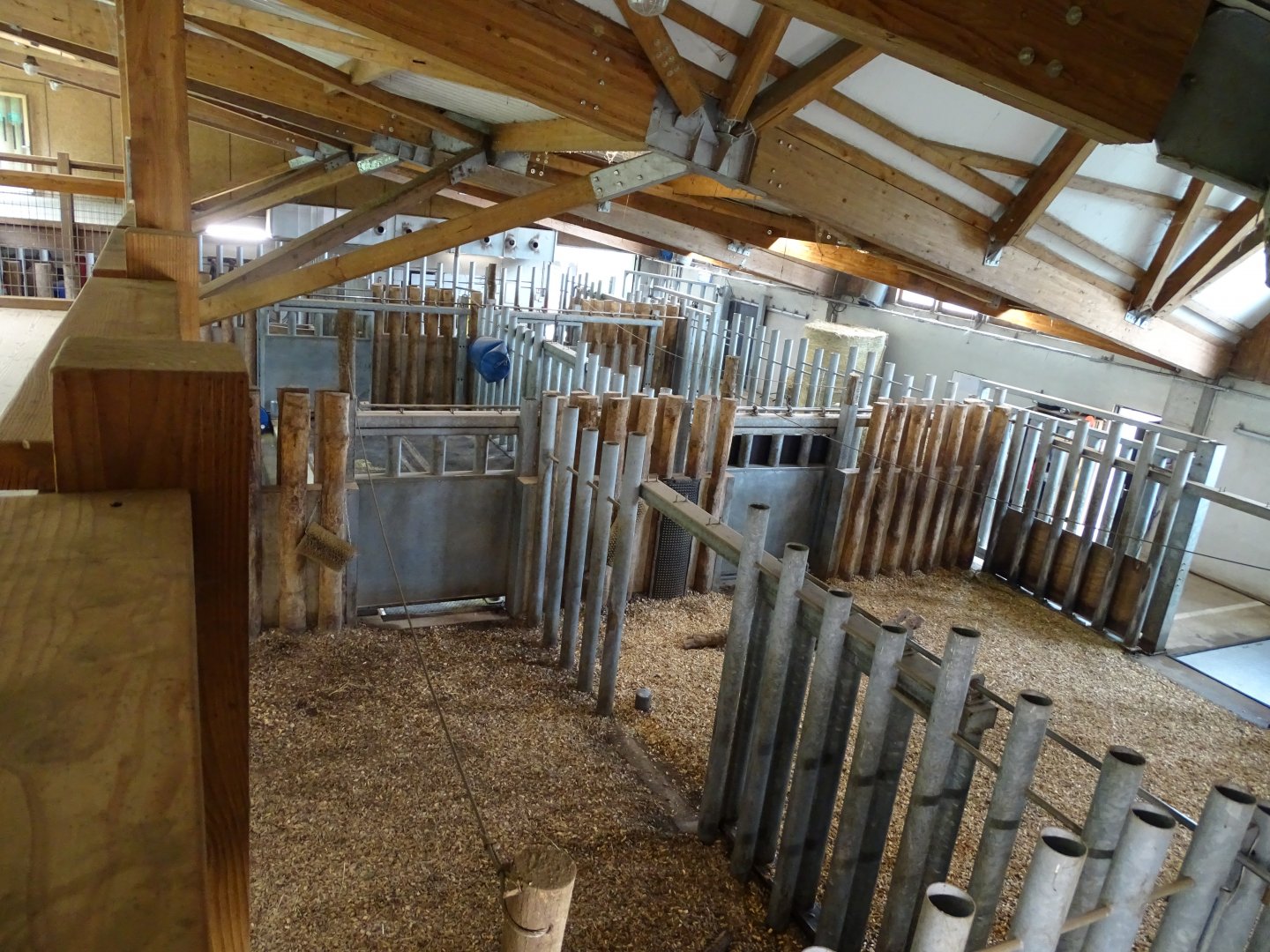 Indian rhinoceros (Rhinoceros unicornis) indoor