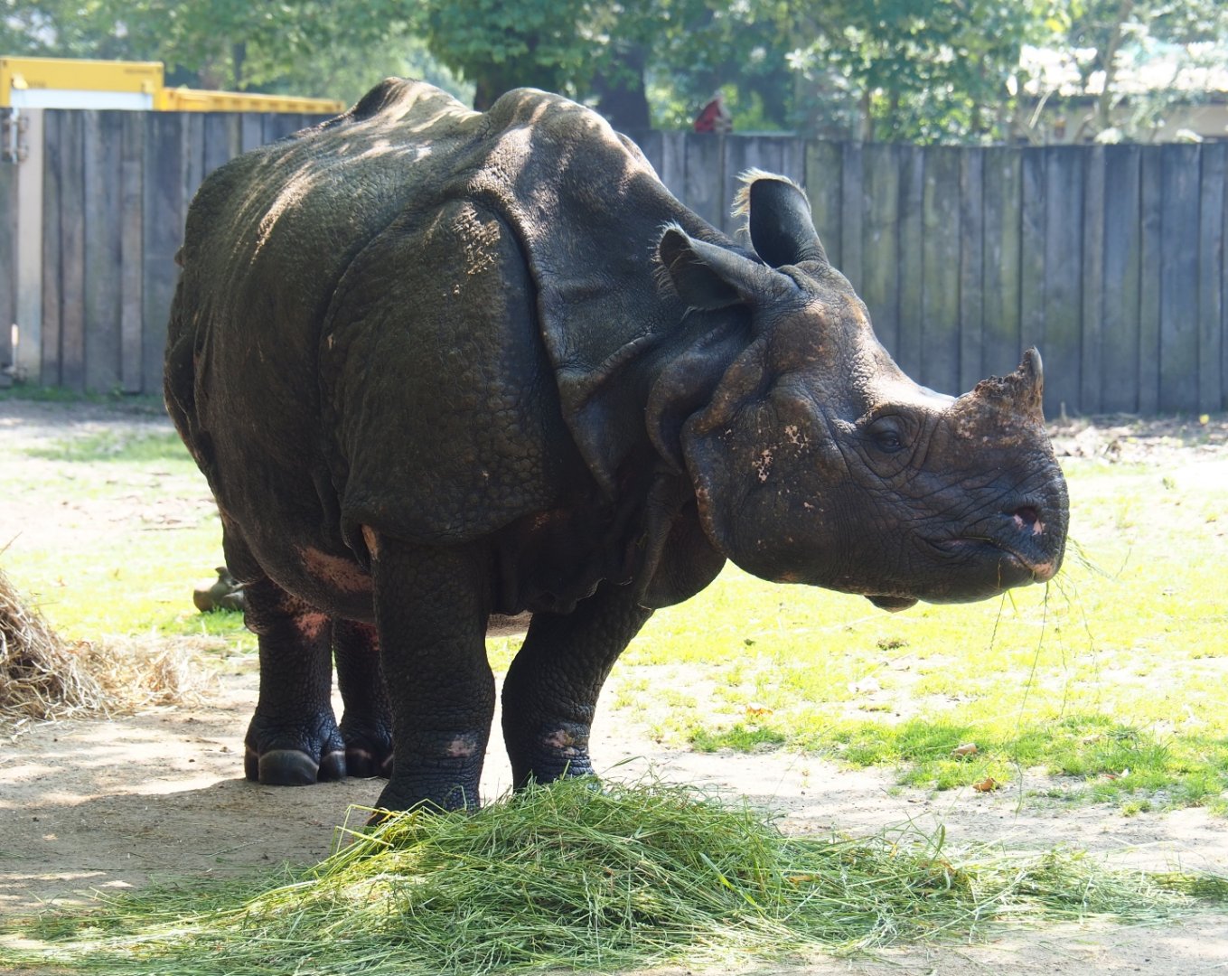 Indian rhinoceros (Rhinoceros unicornis) Johanna, 2019-06-26