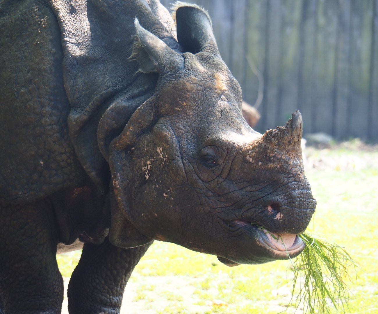 Indian rhinoceros (Rhinoceros unicornis) Johanna, 2019-06-26