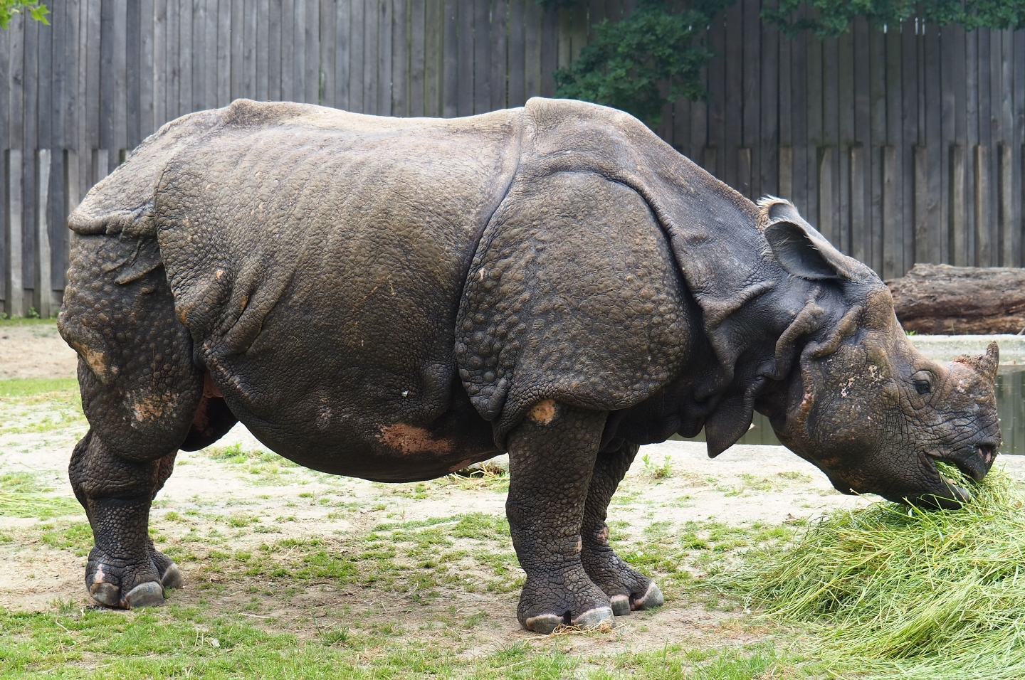 Indian rhinoceros (Rhinoceros unicornis) Johanna, 2019-06-26