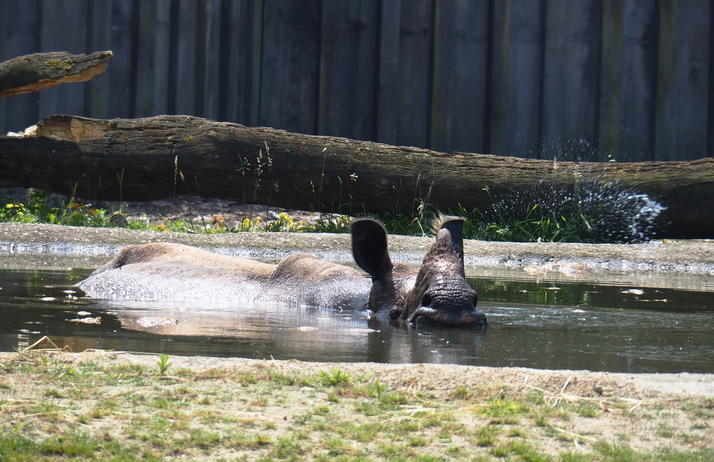 Indian rhinoceros (Rhinoceros unicornis) Johanna in the pool, 2019-06-26
