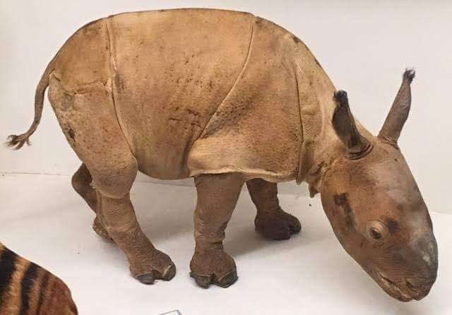 Indian rhinoceros (Rhinoceros unicornis) juvenile specimen